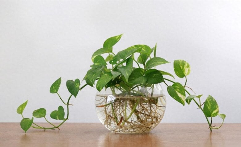 Chọn cành trầu bà khỏe để trồng thủy sinh    