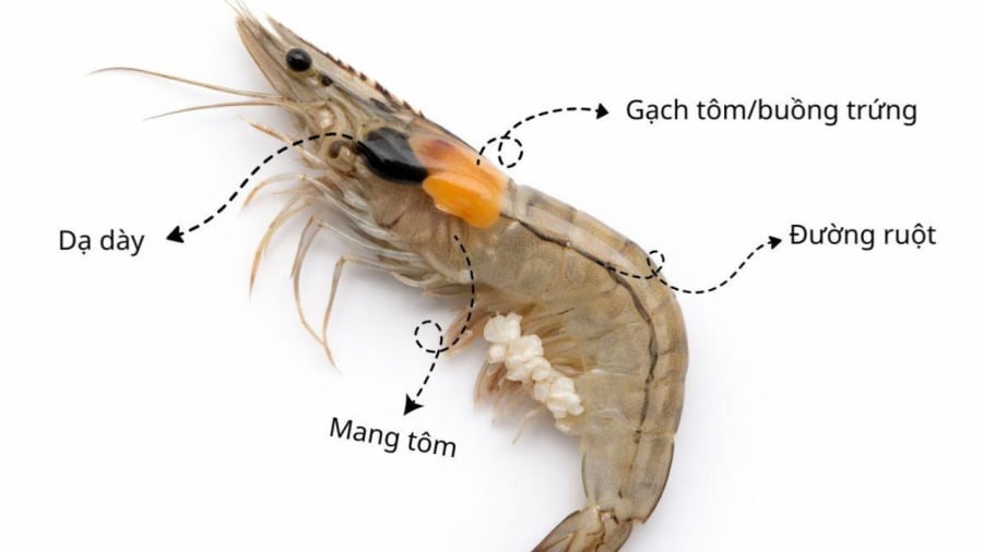 Cả phần gạch và phần dạ dày của tôm đều nằm trong khoang đầu.