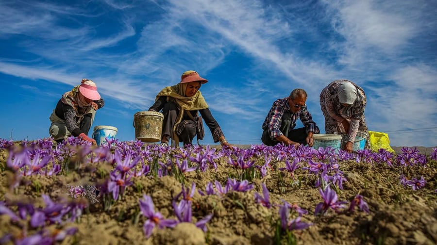 Mỗi bông hoa chỉ cung cấp một lượng nhụy rất nhỏ, khiến quá trình sản xuất saffron đòi hỏi nhiều công thu hái.