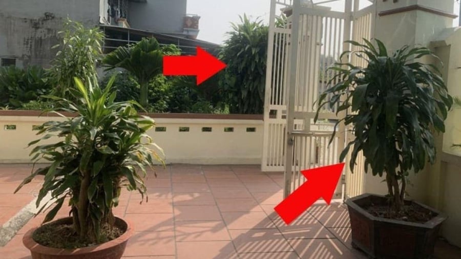2 vị trí đặt cây Thiết Mộc Lan xoá tan nghèo khổ