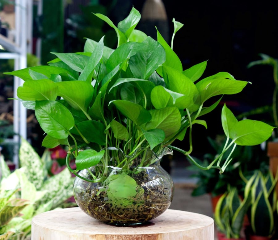 Trầu bà thủy sinh