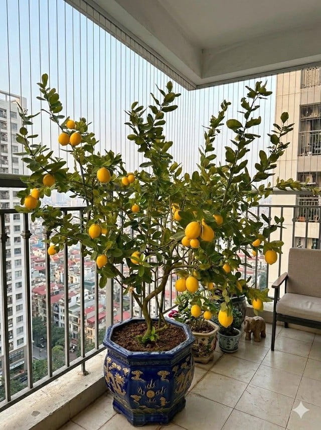 Tưới nước đúng cách, không để cây bị úng    