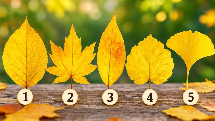 Bạn ấn tượng vơi chiếc lá vàng nào?