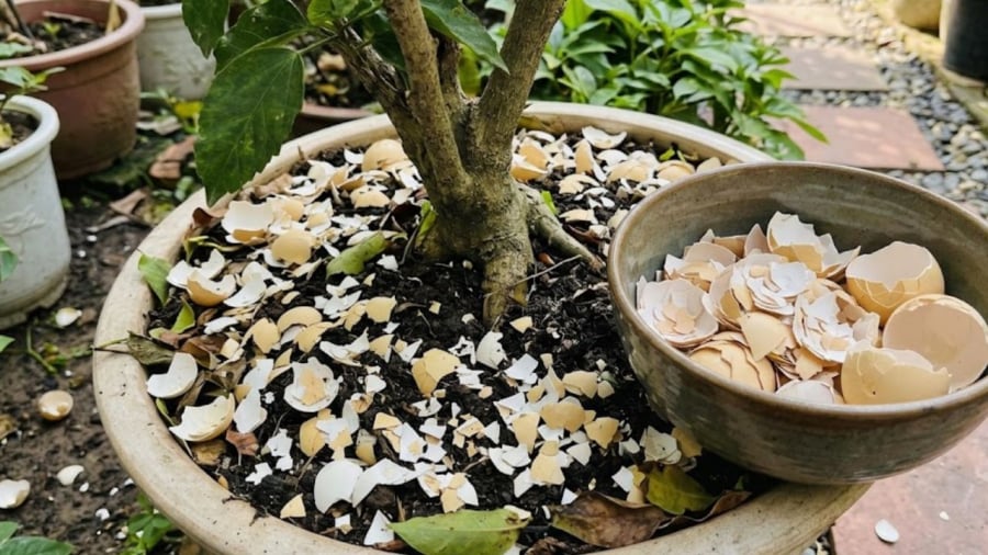Bạn có thể sử dụng vỏ trứng làm phân bón cho cây trồng.
