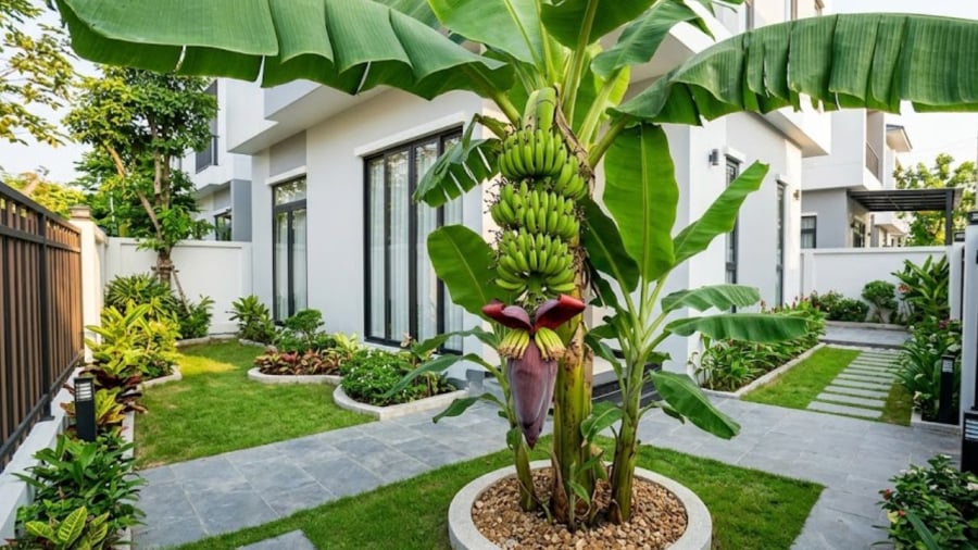 Bụi chuối trồng phía sau nhà được ví như một lớp chắn tự nhiên cho gia đình.