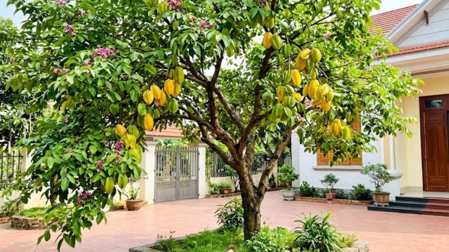 Gia chủ không nên trồng cây khế ở vị trí chắn cửa chính, làm cản trở lối ra vào nhà.
