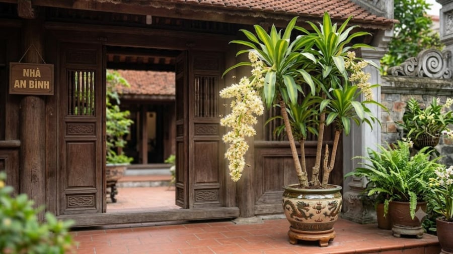 Cách trồng Thiết Mộc Lan ra hoa liên tục, lá xanh mướt quanh năm