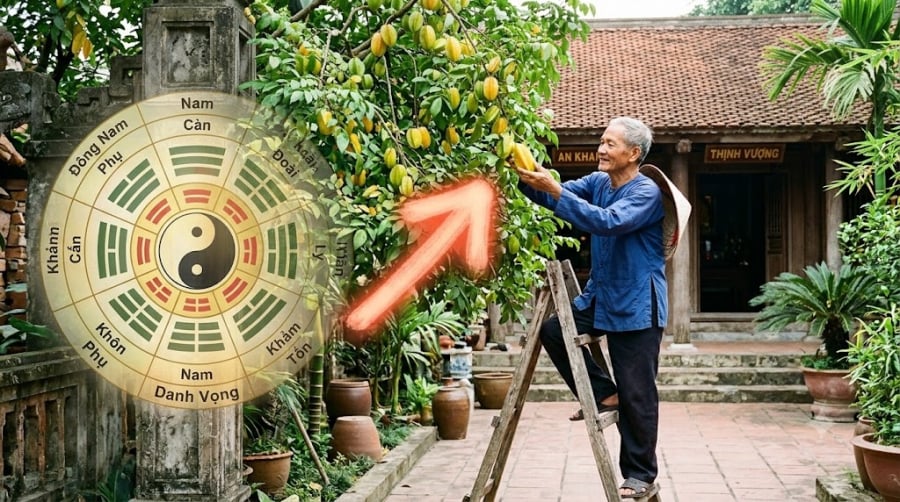 Vậy nên trồng cây khế ở đâu để vừa làm đẹp cảnh quan, vừa gửi gắm mong ước tài lộc quanh năm? Dưới đây là 3 vị trí được nhiều người quan tâm.
