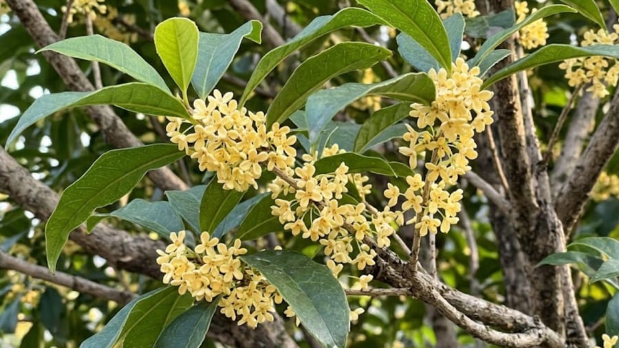 cay-moc-huong-01