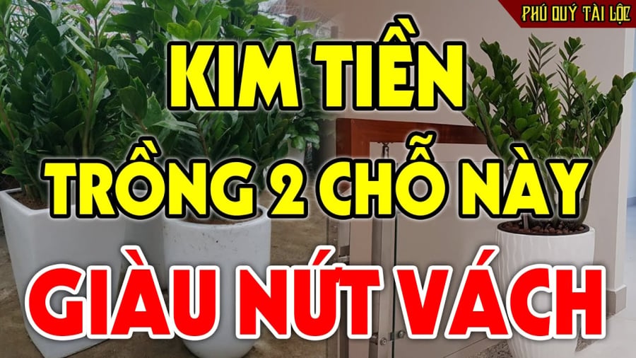 kim tien