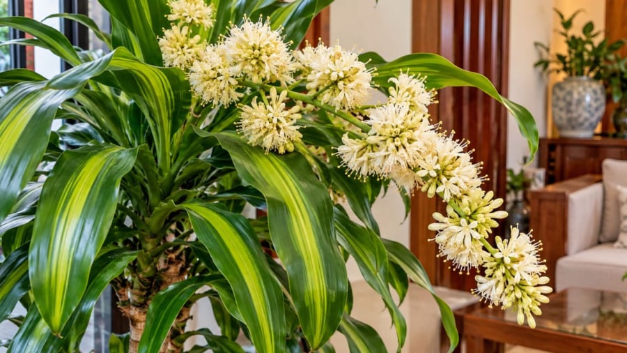 Chú ý khi thiết mộc lan nở hoa