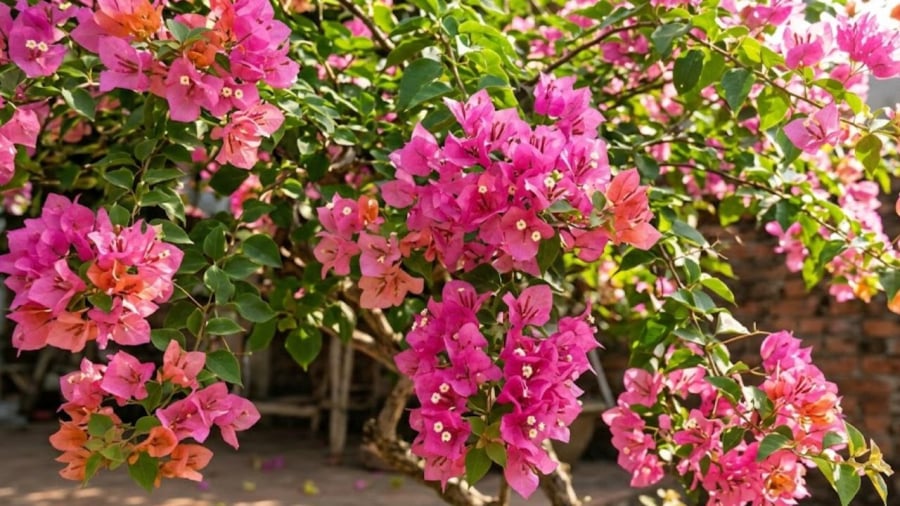 Ngừng tưới nước là một trong những kỹ thuật quan trọng giúp kiểm soát thời gian ra hoa của cây hoa giấy.