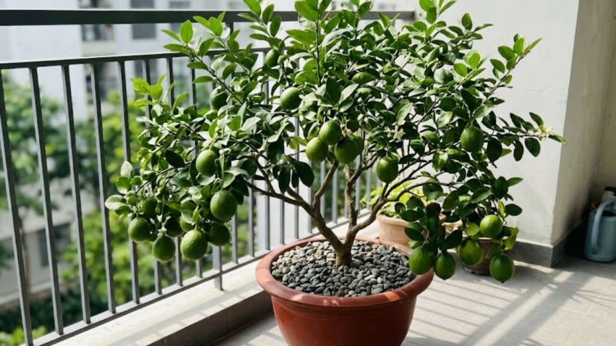 Theo ngũ hành, cây chanh mang năng lượng của hành Mộc. Loại cây này được xem là hợp với người mệnh Mộc và mệnh Hỏa. 