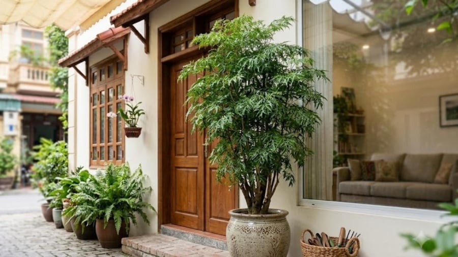 2 Mệnh Trồng Đinh Lăng Trong Nhà: Tiền Vào Như Nước