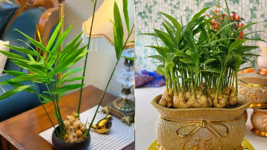 Xét Về Ngũ Hành, Người Mệnh Hỏa Và Mệnh Mộc Hợp Trồng Cây Gừng Phong Thủy Nhất.