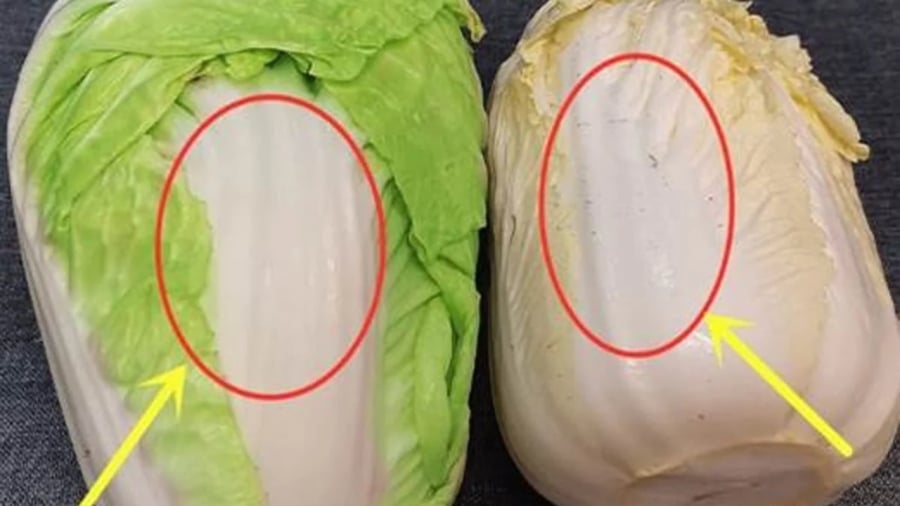 Cải thảo trắng và cải thảo xanh, loại nào ngon hơn?