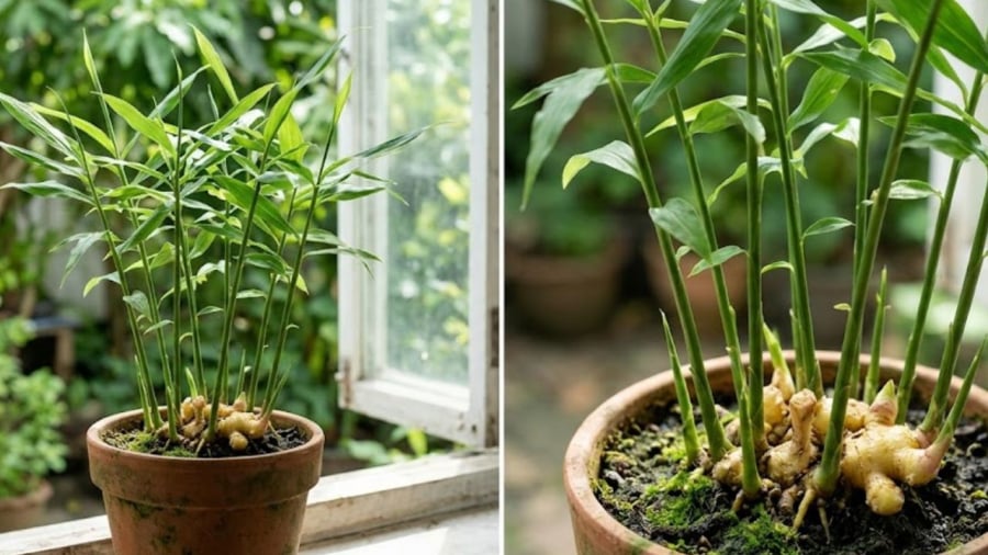 Nên chú ý đến đất trồng, vị trị đặt chậu gừng.