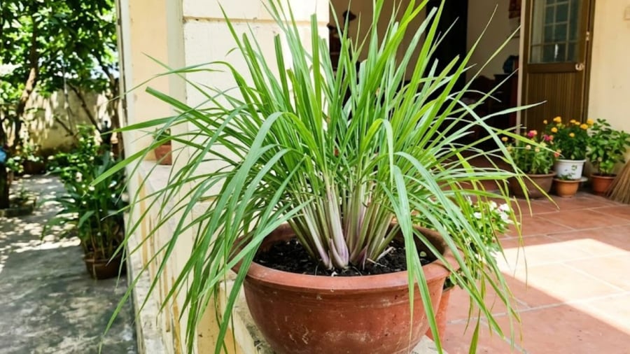 Việc trồng sả trông nhà không chỉ giúp bạn có sẵn nguồn gia vị nấu ăn mà còn có nhiều công dụng khác.