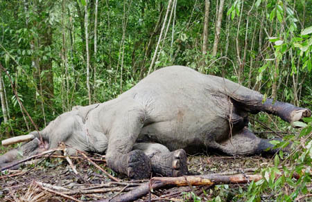 bị giết chết ở rừng Hồ Tuyền Lâm trong tư thế bị xích vào cây, hai chân sau bị chém đứt, hai ngà voi vẫn còn nguyên.