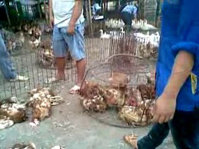 Chợ gà chết nhộn nhịp hơn cạnh gà sống