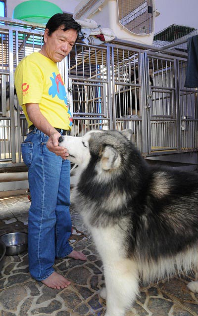 Một đại gia ở Việt Nam tên Lê Chính đã chi gần 500 triệu đồng để đưa những chú chó từ vùng Alaska (Mỹ) băng giá về Việt Nam để đi thi