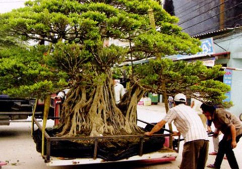 Vào đầu năm 2010, nhiều người ở Việt Nam đã “sốc” khi biết tin “đại gia” Phan Văn Toàn (thường được gọi là Toàn đô la) mua một cây sanh cổ giá 10,5 tỷ đồng chỉ để … trưng Tết.