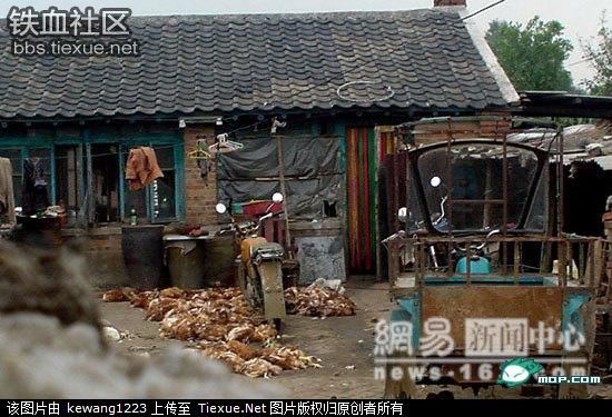 Xác gà chết vất la liệt ngoài sân khu chế biến gà quay cung cấp cho thủ đô Bắc Kinh