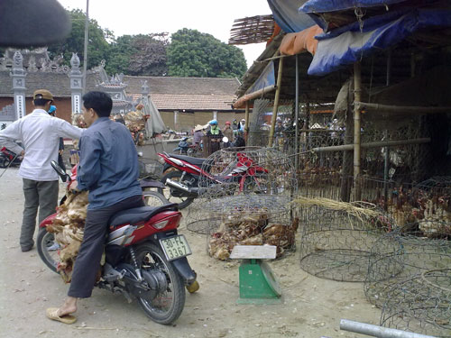 Số gà chết, gà ốm này sẽ được tuồn hết về các chợ trong nội thành Hà Nội vào tháng 12/2012. Ảnh: Bee.net.vn