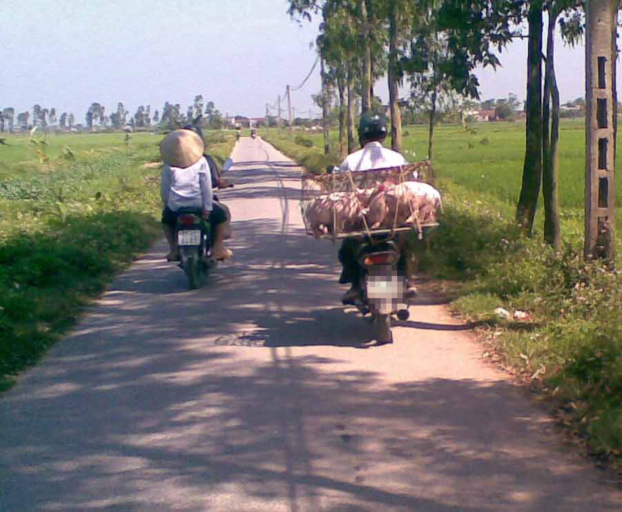 Lợn ốm chết mua từ xã Đông Kinh, Đông Hưng, Thái Bình đang được lái buôn chở về lò thu mua vào tháng 5/2011. Ảnh: Phunutoday.vn