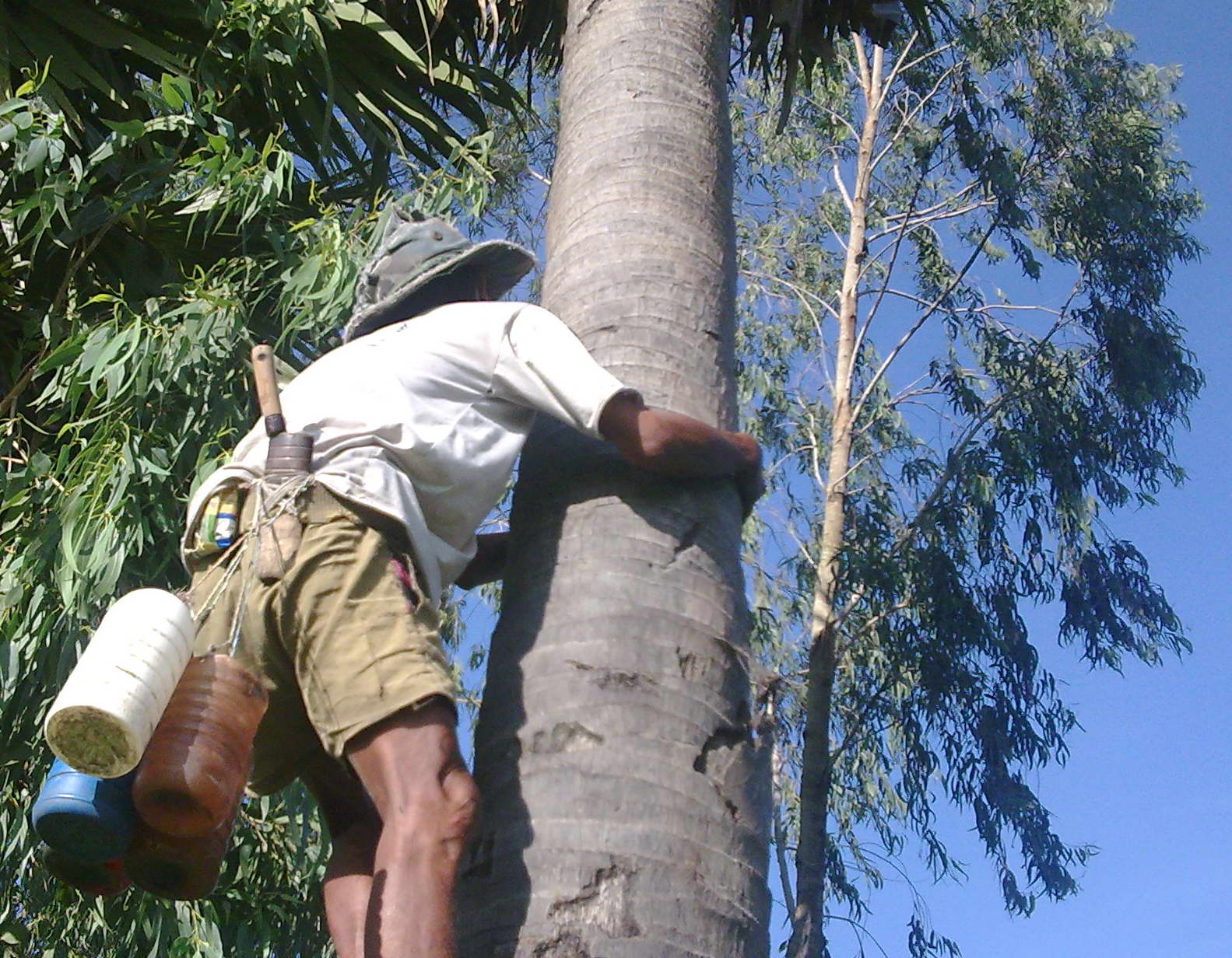 Người mù leo thốt nốt. Ông Chau Dong đã gặp tai nẹn té khi leo thốt nốt dẫn đến tử vong.