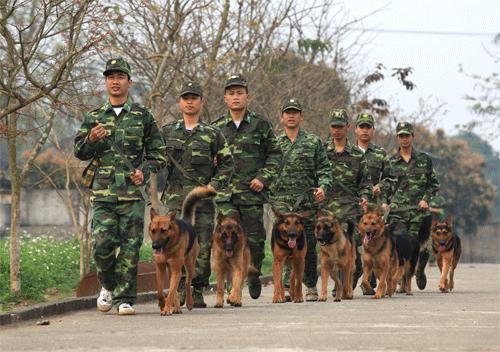 Cả trường có khoảng trên 500 chú chó,đa phần là giống béc giê của Đức được huấn luyện thích nghi với môi trường khí hậu Việt Nam. 