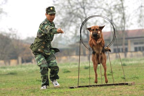 Để đào tạo ra những “vũ khí loại 1” huấn luyện viên và những chú chó phải trải qua 18 tháng huấn luyện khắt khe. 