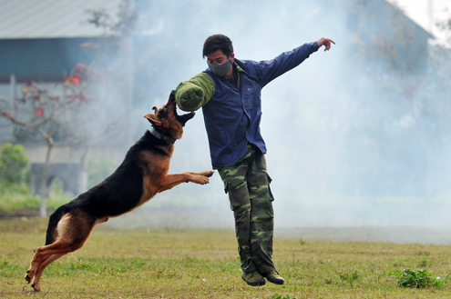 Một người lính đóng vai quân xanh (tội phạm) tập để cho chó tấn công cắn vào tay mình