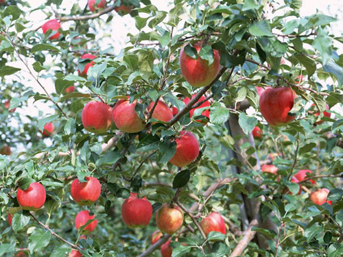 Loại táo này được trồng phổ biến ở Thê Hà và Chiêu Viễn, hầu hết nông dân trồng táo tại địa phương này đều sử dụng một loại túi tẩm thuốc trừ sâu cấm sử dụng để bọc táo từ khi còn non. 