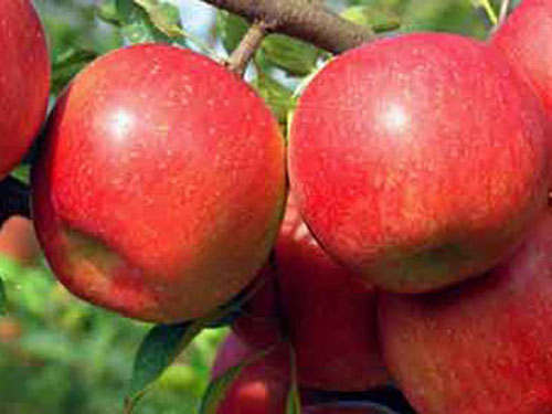 Những trái táo sau khi được bọc túi thuốc sâu, khi chín rất đẹp mã và không có dấu hiệu nào của nấm mốc nên bán được giá rất cao.