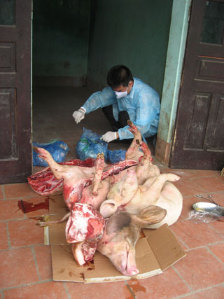 Còn tại cơ sở chế biến thực phẩm ở 209 Nguyễn Khoái đang tích trữ một lượng lớn thịt lợn sống, chờ chết biến thành ruốc và thịt chưng mắm tép. Ông Đào Quang Bình, chủ cơ sở thừa nhận, khoảng chục ngày nay đã thu mua lợn chết của Hải với lượng trung bình 200 kg/ngày.  Nếu không được phát hiện kịp thời, số lợn dịch này sẽ được 