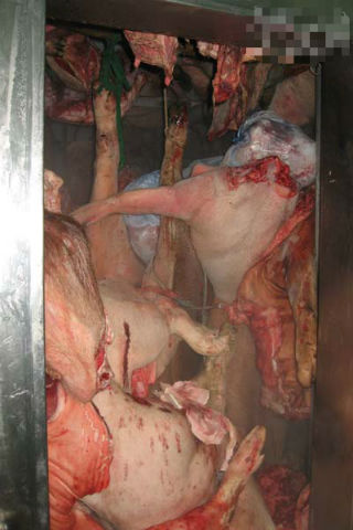 Số lượng khủng thịt lợn bị dịch tai xanh được tích trữ