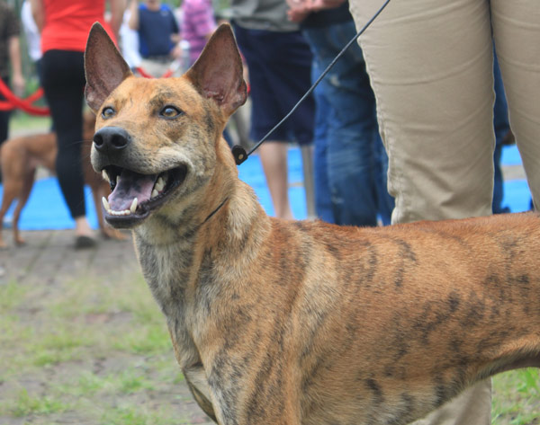 Ngoài ra, tham dự Dogshow còn có loài chó Phú Quốc