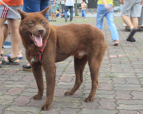 Đối thủ của RuBi trong cuộc thi này là chú cún có tên Sói. Chú được mang về từ Hà Giang từ lúc 8 tháng tuổi. Giới chơi chó đánh giá, chú chó HMông đuôi cộc này có màu lông hiếm. Sói được mua với giá 4 triệu đồng.
