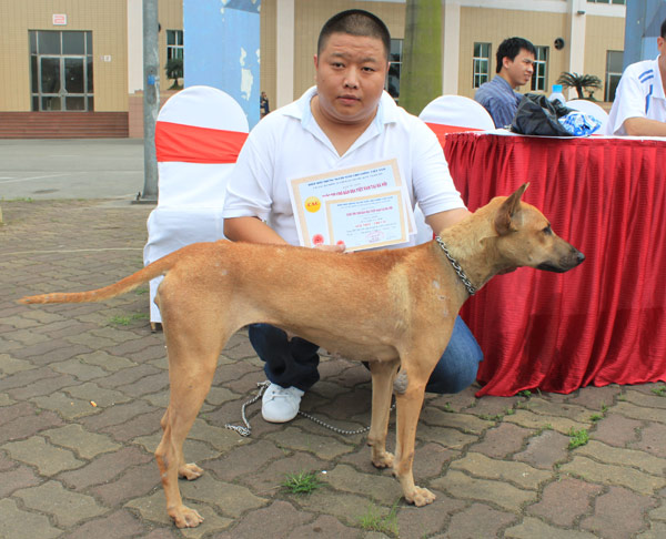 Chú chó Phú Quốc này đã giành giải nhất ở hạng chó cái trưởng thành năm 2012.