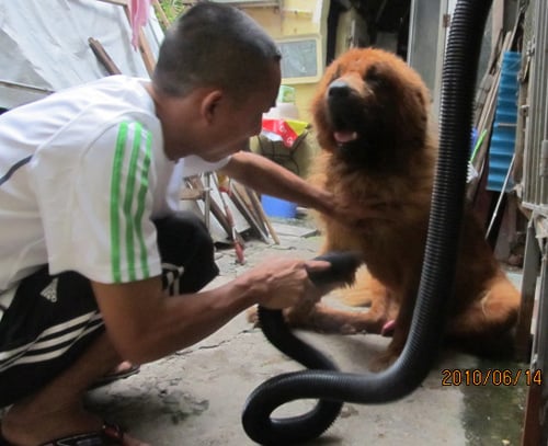 Chăm Ngao Tạng quan trọng nhất là khâu tắm khô, chải lông...