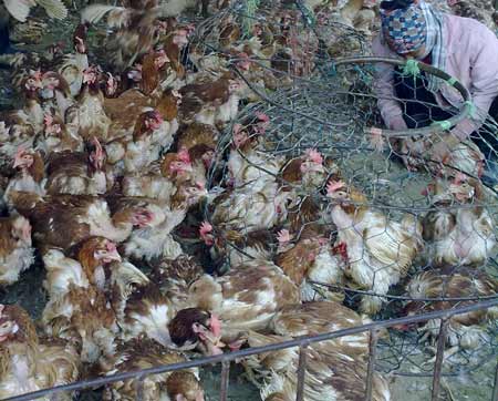 Chợ Hà Vĩ, Thường Tín, Hà Nội - đại bản doanh của gà thải từ Trung Quốc về