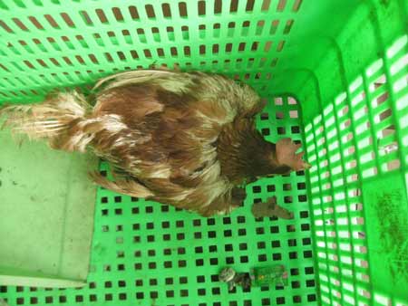 Chú gà sống được mua với giá 65 nghìn đồng/kg đang chờ lên thớt
