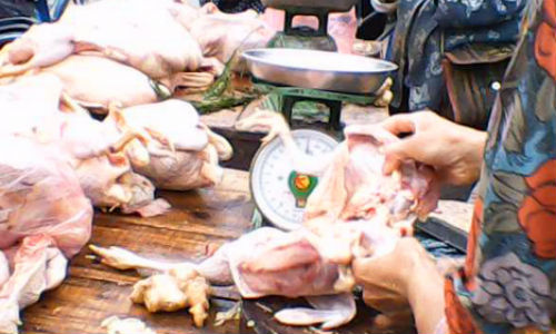 Về các chợ, gà thải lên đời thành gà mía với giá siêu rẻ và người bán gà đều không bán lòng, mề