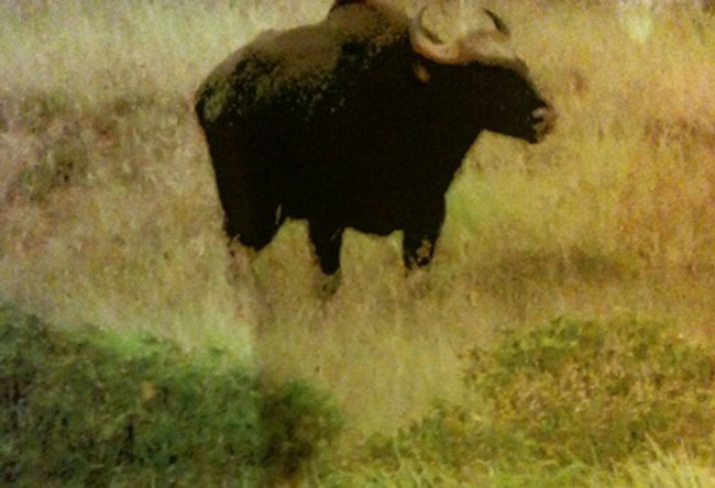 Ảnh chụp chú bò rừng gần khu vực đường lăn sân bay trong chiều muộn ngày 23/7