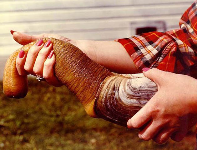 Tu hài (tên gọi tiếng Anh là Geoduck Clam) là loài hai mảnh lớn nhất thế giới, nặng khoảng 1,5-2 kg, sống dải rác tại các vùng duyên hải của các đại dương. Tại khu vực bờ phía Thái Bình Dương của Mỹ và Canada, tu hài phát triển rất mạnh về kích cỡ.