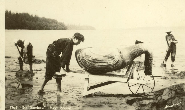 Trọng lượng thường gặp của tu hài khoảng 1,5-2,5kg nhưng cá biệt có con nặng tới 4–5 kg. Trong hình là 1 con tu hài khổng lồ tìm thấy năm 1768 ở Bắc Mỹ.