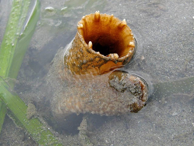 Tu hài được biết đến là loài sống lâu nhất, lớn nhất trong những chiếc hang cát, có thể chôn thân mình sâu hàng mét dưới đáy biển.