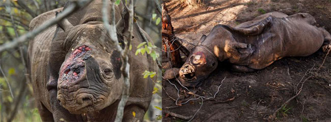 Những kẻ săn trộm ở Nam Phi sử dụng cưa sắt để cưa sừng tê giác, khiến con vật sống trong đau đớn, với lỗ khoét lớn rỉ máu trên đầu, nếu chúng may mắn sống sót. Đôi khi chúng còn bắn chết con vật.