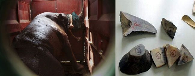 Trước đó, tháng 1/2012, một người đàn ông Việt Nam tên Đoàn Minh, 41 tuổi cũng đã bị hải quan Mozambique bắt giữ cùng 7 chiếc sừng tê giác trong hành lý khi đang chuẩn bị lên máy bay từ Maputo về Hà Nội.